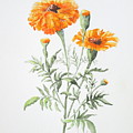 Marigolds