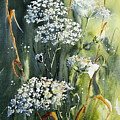 Queen Ann's Lace