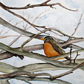 Spring Robin
